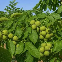 راز افزایش 30% تناژ گردو در ملایر