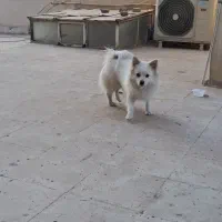 سگ پامرین روباهی بازی گوش.|سگ|قرچک, مهدیه|دیوار