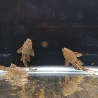 کت ال59 اصل خوش سایز