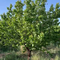 باغ زردآلو ۴۰۰۰ متری سند تک برگ با سوئیت و استخر