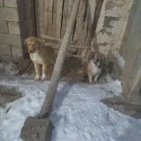 پاکوتاه شیتزو|سگ|مراغه, |دیوار