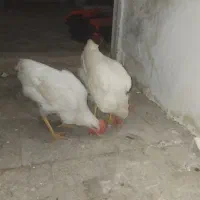 خروس سفید جوان|حیوانات مزرعه|جلگه ماژان, |دیوار