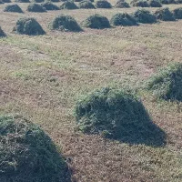 یونجه چین اول