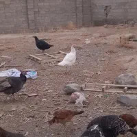 بوقلمون مرغ لاری|حیوانات مزرعه|باسمنج, |دیوار