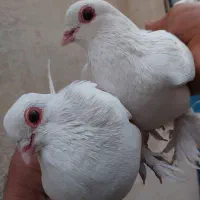 کبوتر  لوتی یک جفت چشم قرمز و شامی زرد|پرنده|خسروشاه, |دیوار