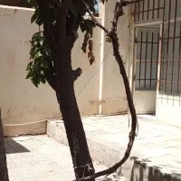 ویلایی۱۴۶ متر/۲ خوابه /با ۲ حیاط/ به قیمت آپارتمان