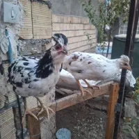 مرغ گلین|حیوانات مزرعه|مشهد, امیریه|دیوار