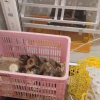 جوجه گلپایگان یک روزه