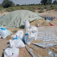کاه یونجه تخمنیخ|حیوانات مزرعه|عجب شیر, |دیوار