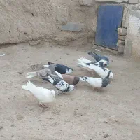 ۱۱‌تا‌‌کفتر‌پرشی