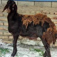 بره نر قوچی قربانی