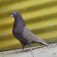 کبوتر دم سفید