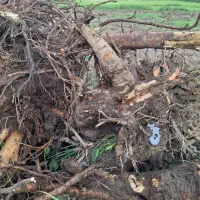 فروش ریشه درخت|خدمات باغبانی و درختکاری|رشت, پسیخان|دیوار