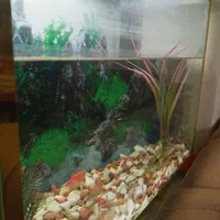 فروش آکواریوم با تمام وسایل تزئینی|ماهی|مراغه, |دیوار