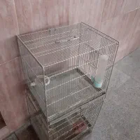 قفس سهره فظله گیردارتابلوپرنده معاوضه باسهره ماده