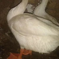 قوغاز نر و ماده