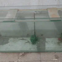 اکواریم شرکتی