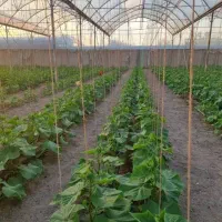 راهنمایی زمین کشاورزی مجوز گلخانه