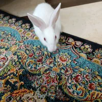 خرگوش