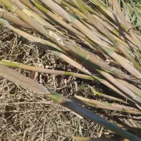 فروش انواع نی