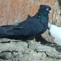 کبوتر|پرنده|ایرانشهر, |دیوار