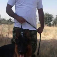 مربی سگ آموزش سگهای کار