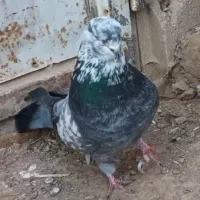 نروماده|پرنده|اردبیل, |دیوار