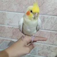 عروس هلندی فوق دستی سخنگو