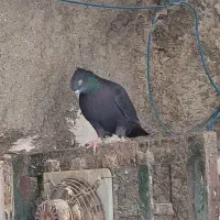 چند عدد کبوتر پرشی دونه ای صد تمن|پرنده|برازجان, |دیوار