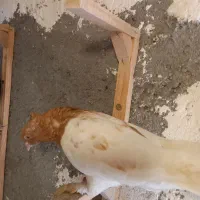 کبوتر رنگی قلدور|پرنده|مشهد, شهید قربانی|دیوار