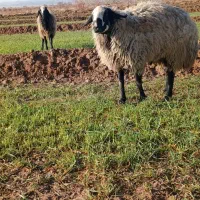 قوچ شال اصیل|حیوانات مزرعه|مشهد, کوشش|دیوار