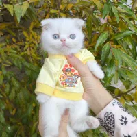 گربه اسکاتیش و بریتیش