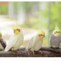 عروس هلندی پیدا شده