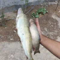 انواع ماهی