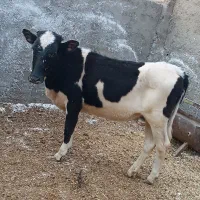 گوساله ماده دورگ‌هلشتاین