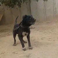سگ نگهبان نژاد سرابی