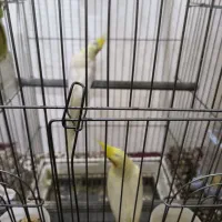 عروس هلندی شادگان|پرنده|شادگان, |دیوار