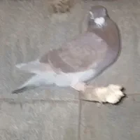 کبوتر گمشده