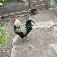 خروس