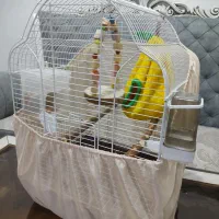 طوطی کوتوله برزیلی|پرنده|بندرعباس, |دیوار