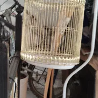 قفس پرنده