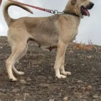 واگذاری ماده عراقی