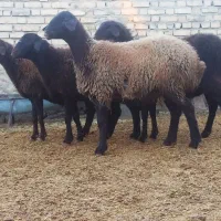 میش ابستن سینه شکم اول ، میش بره دار