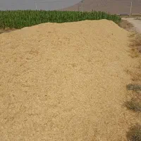 کاه گندم