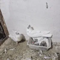 ۲ جفت کفتر ذات دار با جوجه هاش سو قدیم|پرنده|کاشان, زیدی|دیوار