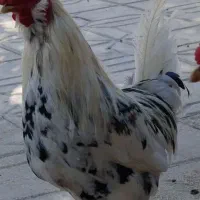 خروس گلین