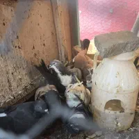 کفتر|پرنده|اصفهان, خانه اصفهان|دیوار