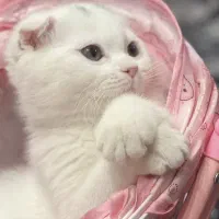 گربه اسکاتیش‌