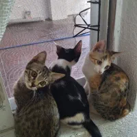 واگذاری گربه رایگان|گربه|سرخرود, |دیوار