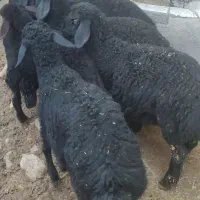 بره نرقره قزل